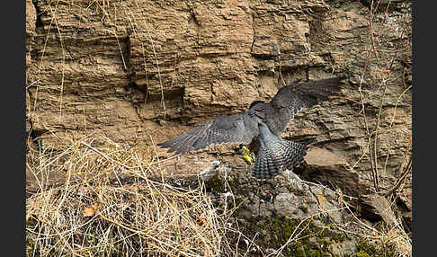 Wanderfalke ssp. 1 (Falco peregrinus minor)