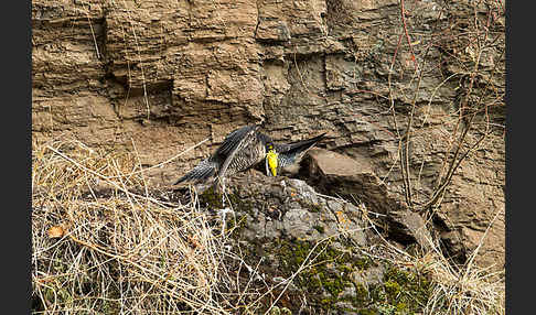 Wanderfalke ssp. 1 (Falco peregrinus minor)