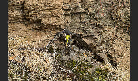 Wanderfalke ssp. 1 (Falco peregrinus minor)