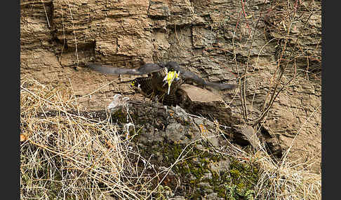 Wanderfalke ssp. 1 (Falco peregrinus minor)