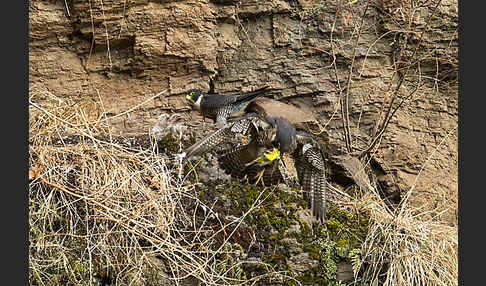 Wanderfalke ssp. 1 (Falco peregrinus minor)