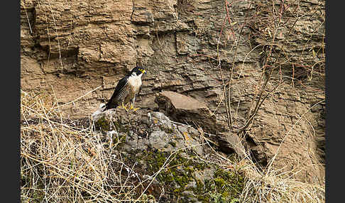 Wanderfalke ssp. 1 (Falco peregrinus minor)