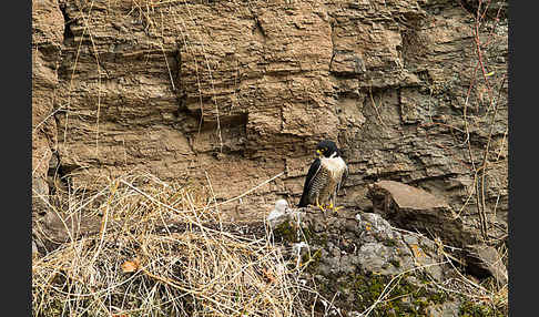 Wanderfalke ssp. 1 (Falco peregrinus minor)