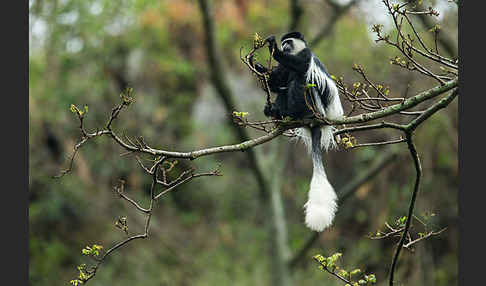 Mantelaffe (Colobus guereza)