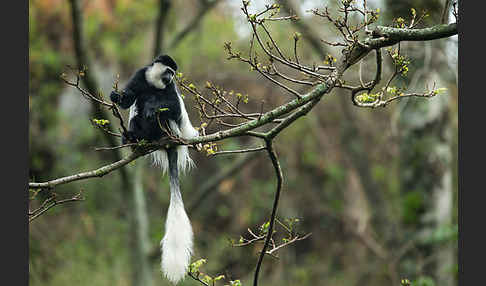 Mantelaffe (Colobus guereza)