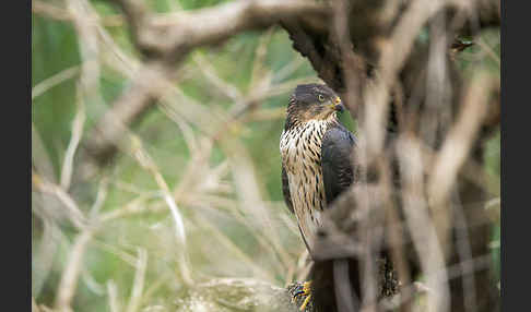 Mohrenhabicht (Accipiter melanoleucus)