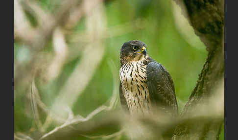 Mohrenhabicht (Accipiter melanoleucus)