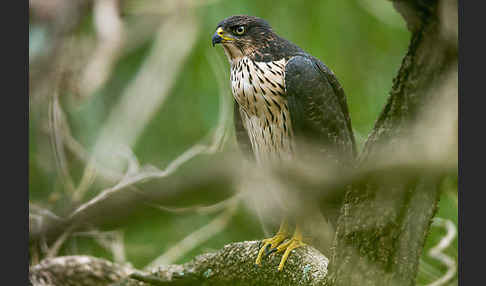 Mohrenhabicht (Accipiter melanoleucus)