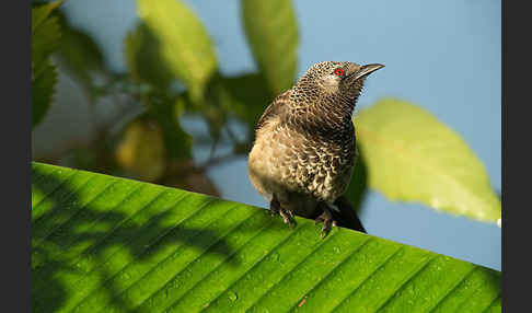 Weißbürzeldrossling (Turdoides leucopygia)