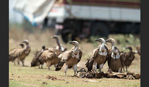 Sperbergeier (Gyps rueppellii)