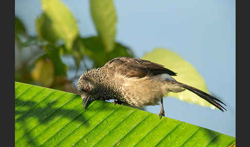 Weißbürzeldrossling (Turdoides leucopygia)