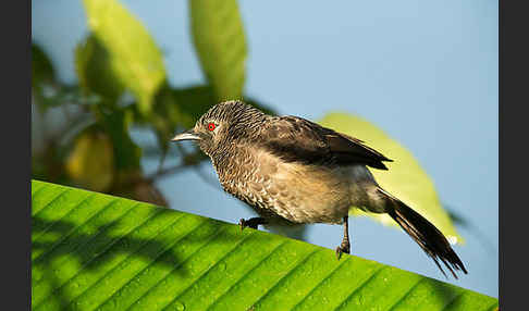 Weißbürzeldrossling (Turdoides leucopygia)