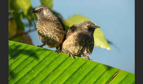 Weißbürzeldrossling (Turdoides leucopygia)