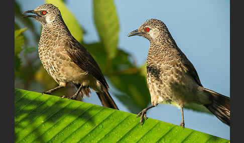 Weißbürzeldrossling (Turdoides leucopygia)