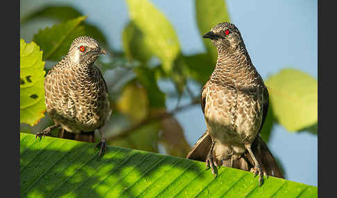 Weißbürzeldrossling (Turdoides leucopygia)