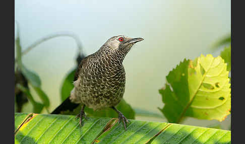 Weißbürzeldrossling (Turdoides leucopygia)