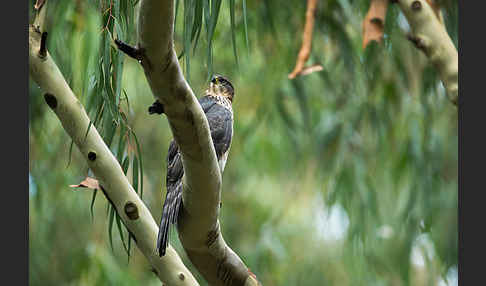 Mohrenhabicht (Accipiter melanoleucus)