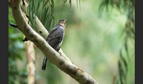 Mohrenhabicht (Accipiter melanoleucus)