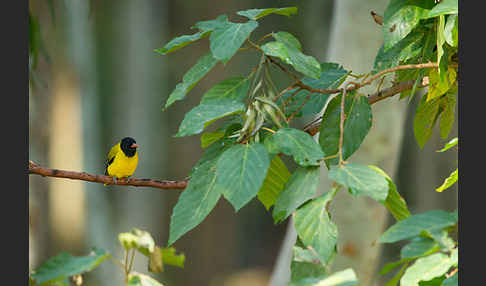 Mönchspirol (Oriolus monacha)