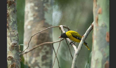 Mönchspirol (Oriolus monacha)