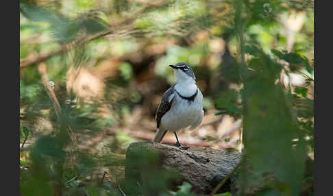 Langschwanzstelze (Motacilla clara)