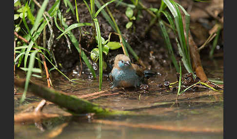 Schmetterlingsastrild (Uraeginthus bengalus)