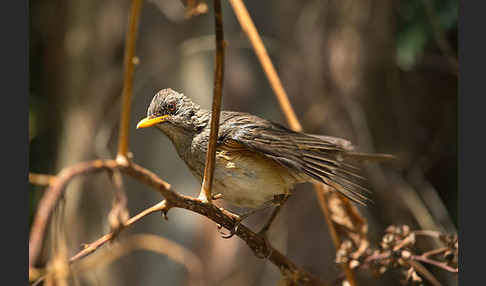 Afrikadrossel (Turdus pelios)