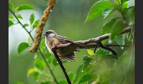 Braunflügel-Mausvogel (Colius striatus)