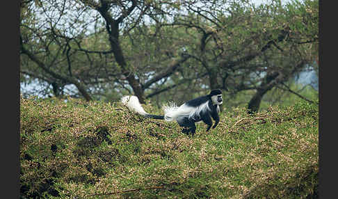 Mantelaffe (Colobus guereza)