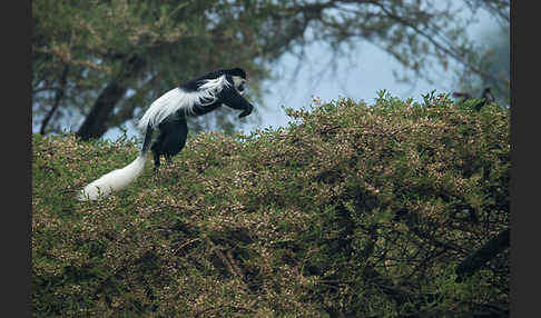 Mantelaffe (Colobus guereza)