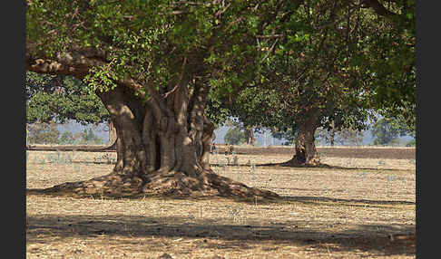 Feige spec. (Ficus vasta)