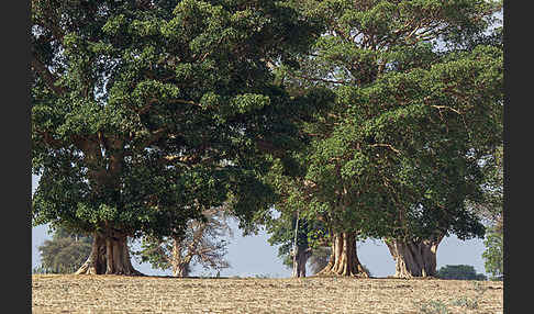 Feige spec. (Ficus vasta)