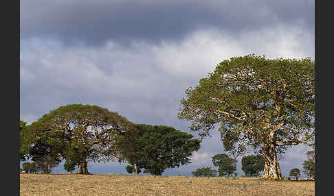 Feige spec. (Ficus vasta)