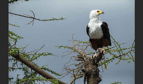 Schreiseeadler (Haliaeetus vocifer)