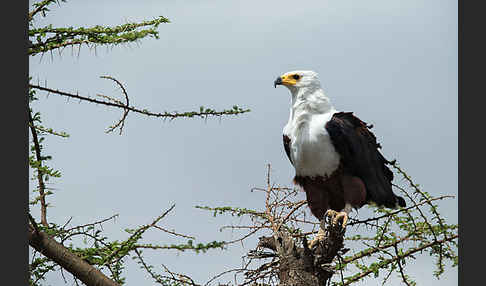 Schreiseeadler (Haliaeetus vocifer)