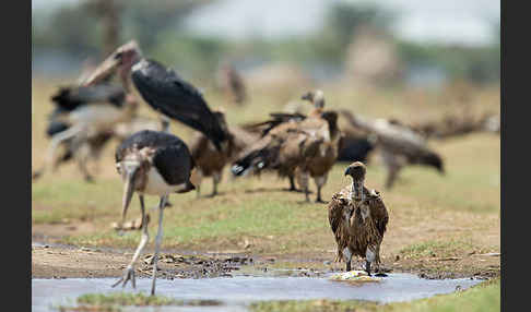 Weißrückengeier (Gyps africanus)