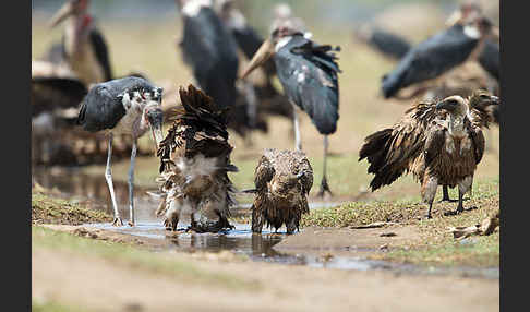 Weißrückengeier (Gyps africanus)