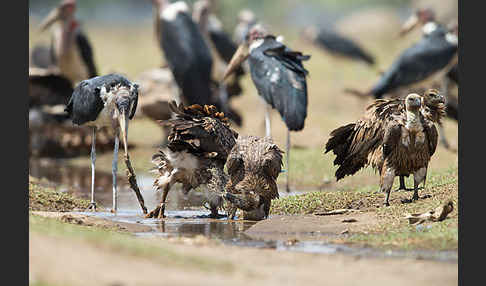 Weißrückengeier (Gyps africanus)