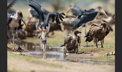 Weißrückengeier (Gyps africanus)