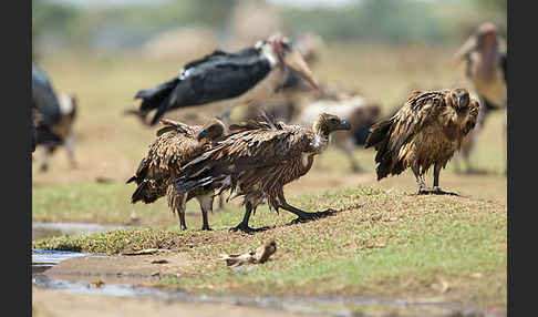 Weißrückengeier (Gyps africanus)