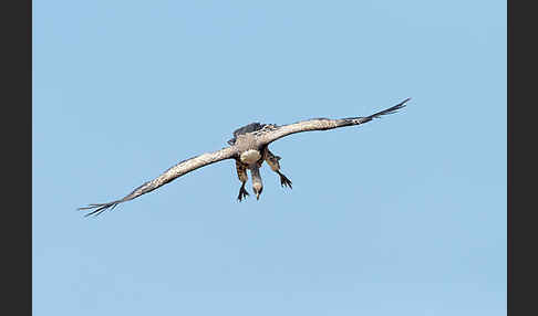 Sperbergeier sspec. (Gyps rüppellii erlangeri)