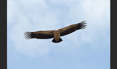 Sperbergeier sspec. (Gyps rüppellii erlangeri)