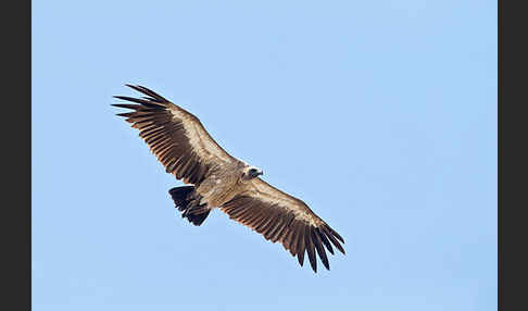 Weißrückengeier (Gyps africanus)