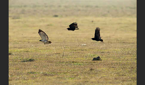 Augurbussard (Buteo augur)