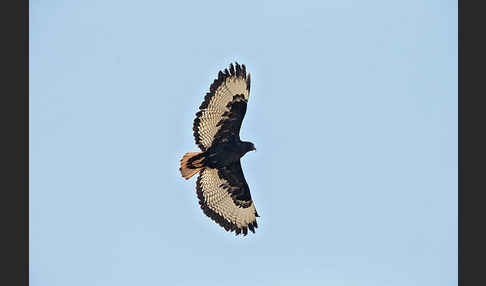 Augurbussard (Buteo augur)