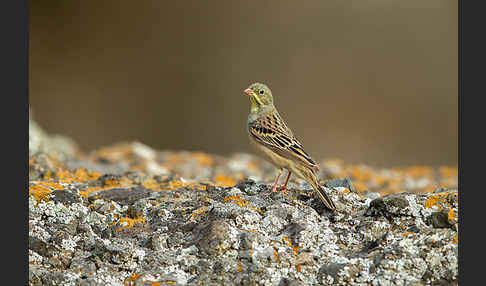 Ortolan (Emberiza hortulana)