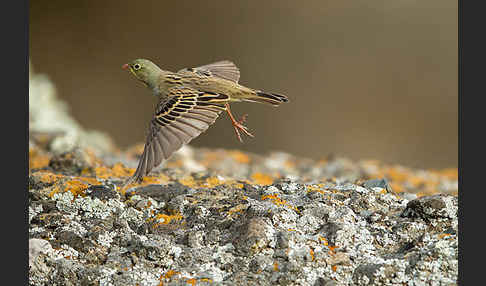 Ortolan (Emberiza hortulana)