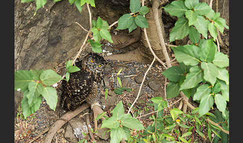 Kapuhu (Bubo capensis)
