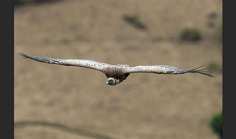 Sperbergeier sspec. (Gyps rüppellii erlangeri)