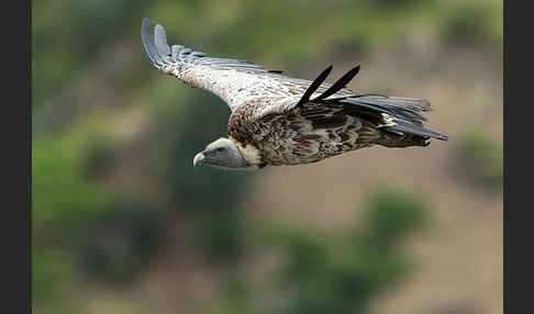 Sperbergeier sspec. (Gyps rüppellii erlangeri)